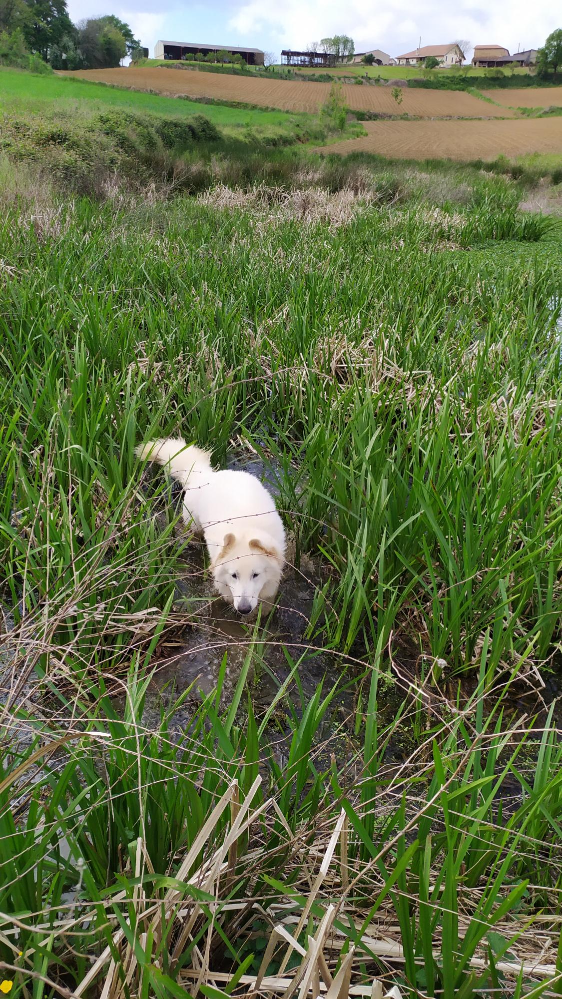 berger-blanc-suisse-femelle